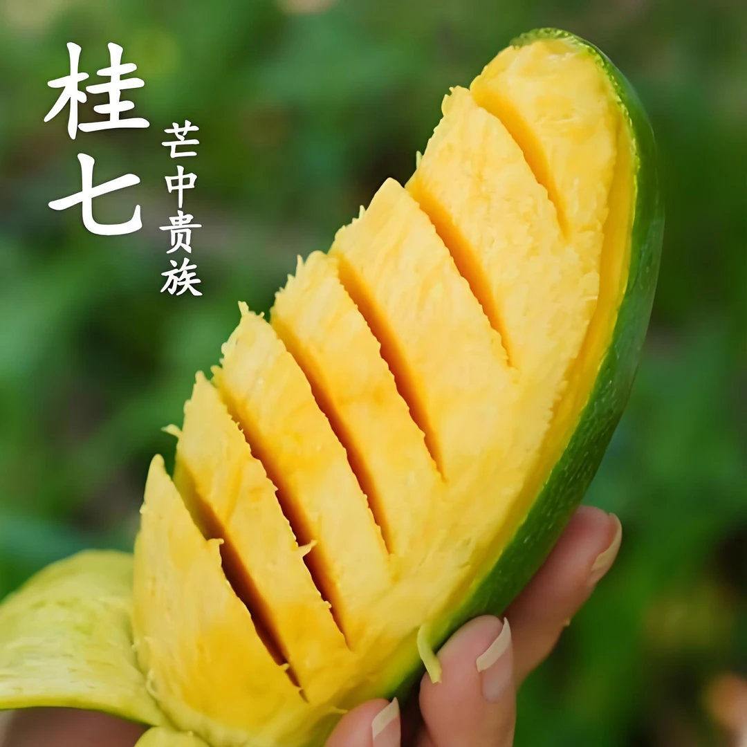 空运新疆--『一级精品』广西田东桂七芒果新鲜现摘现发青皮黄肉香甜