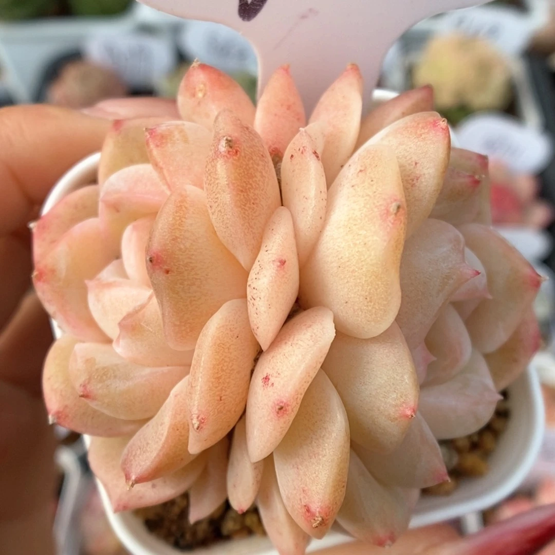 良辰可拍772号。