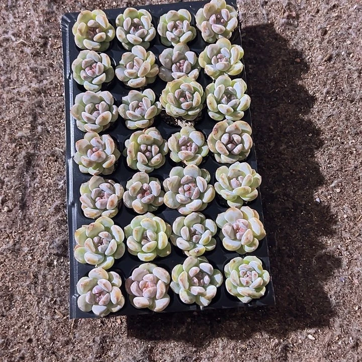 28颗一组单头优选星影石榴籽！！！