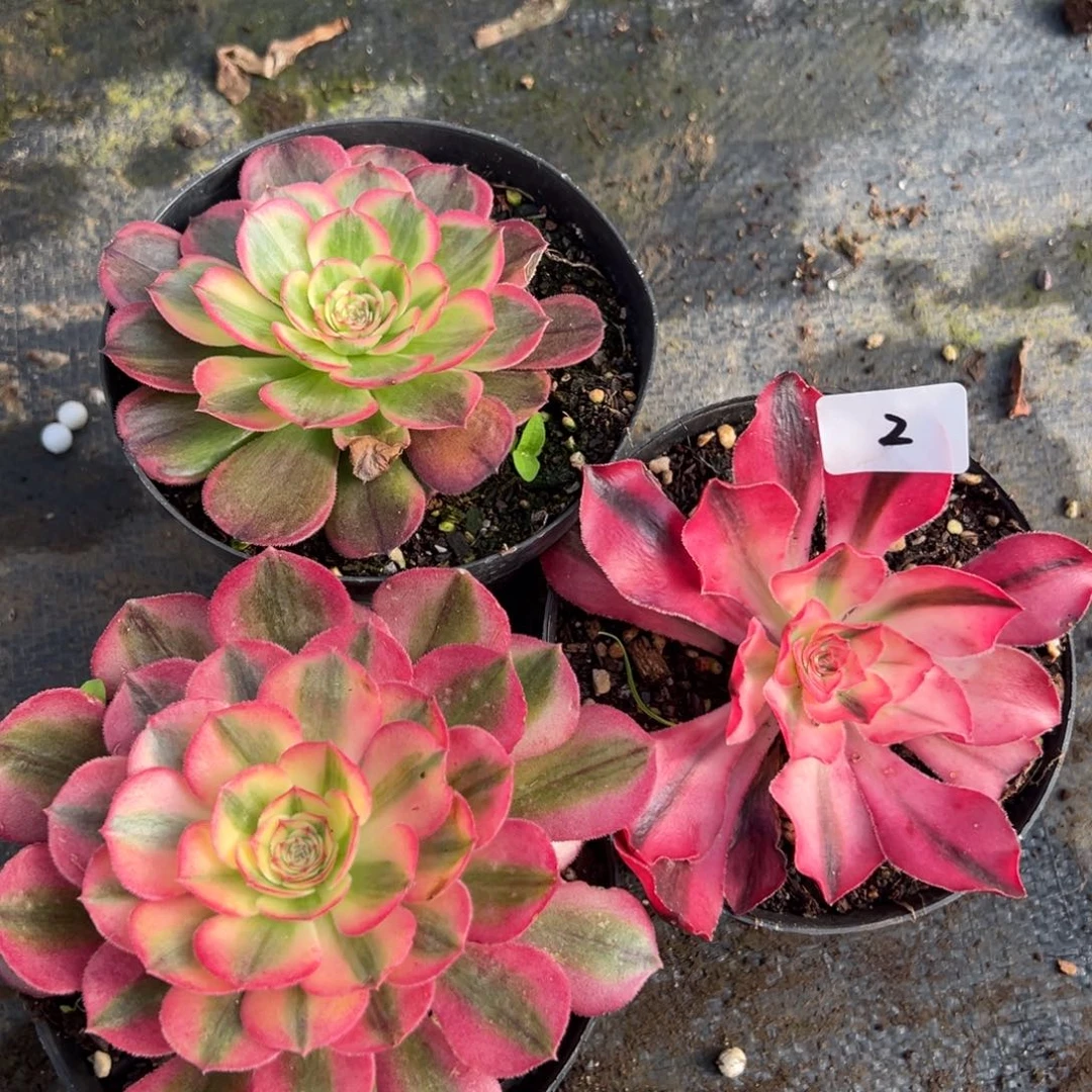 2三颗多肉嘻嘻嘻多肉