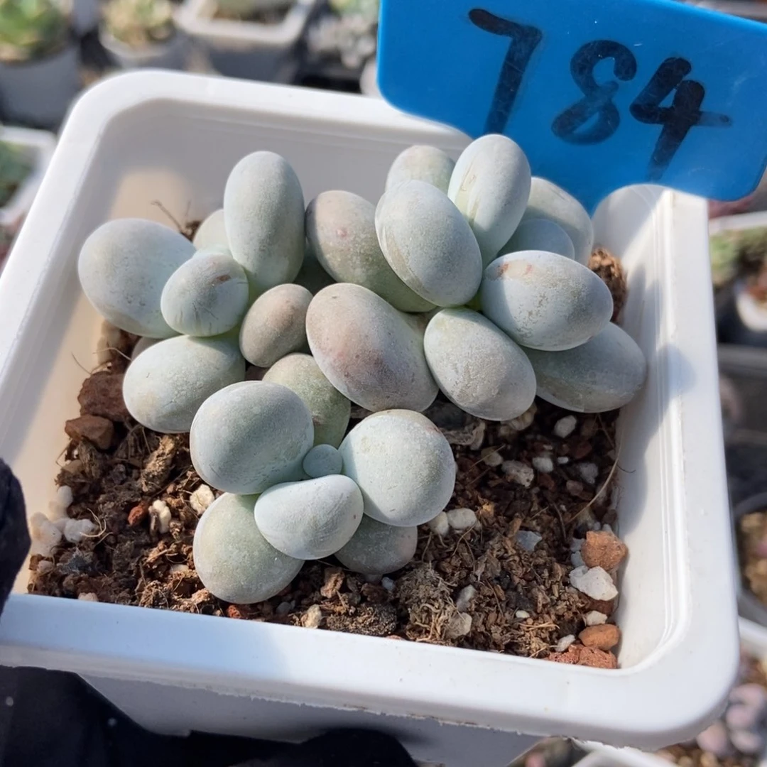 784烟美人多肉植物保护