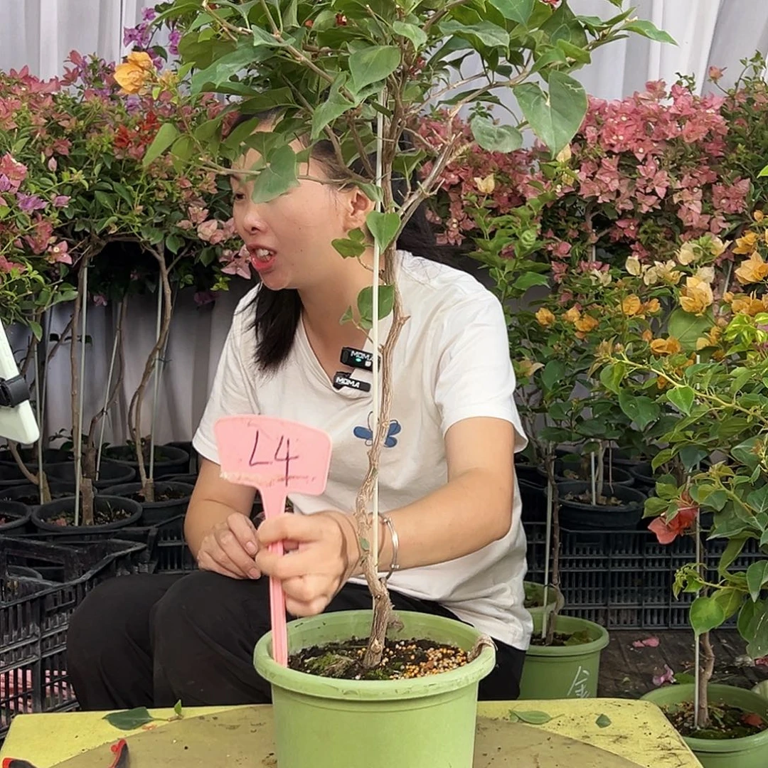 L****当前无花栽培后可以开花L4金色光辉