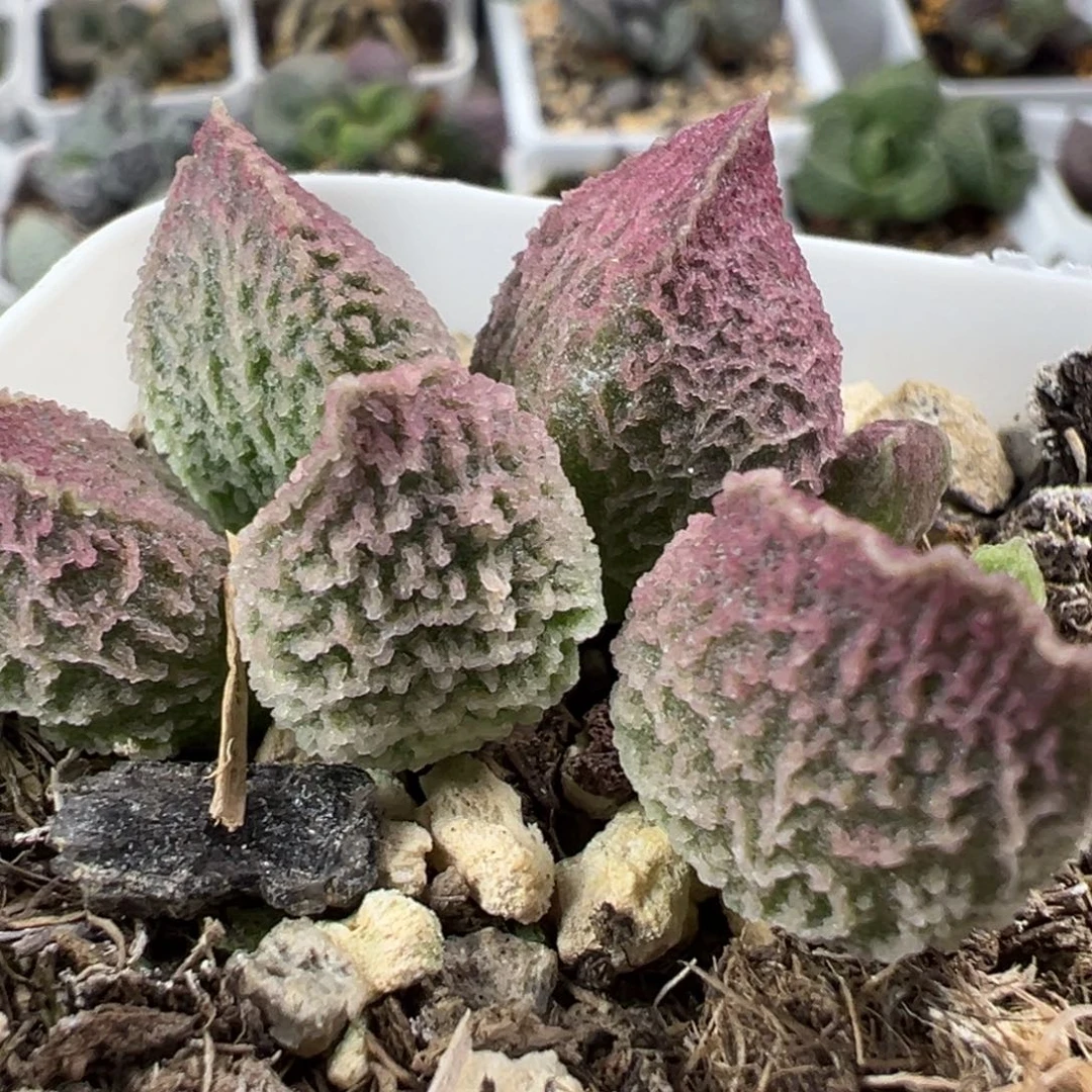 实生新品多肉植物水泡多肉植物
