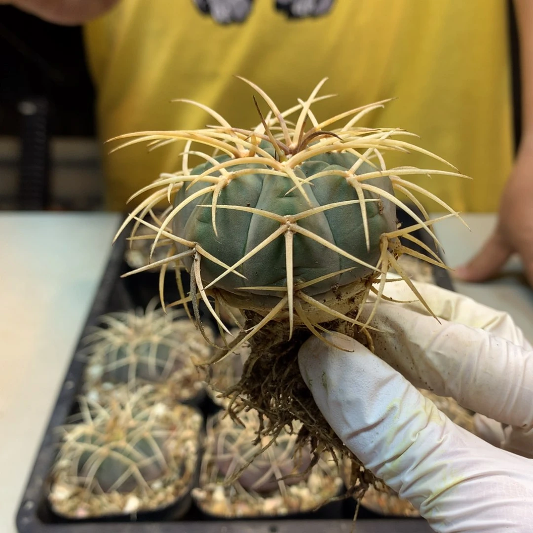 实生  伏刺天平 盆口径7公分