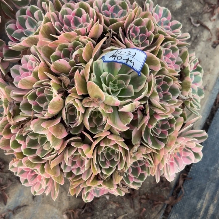 粉体女巫不包损40