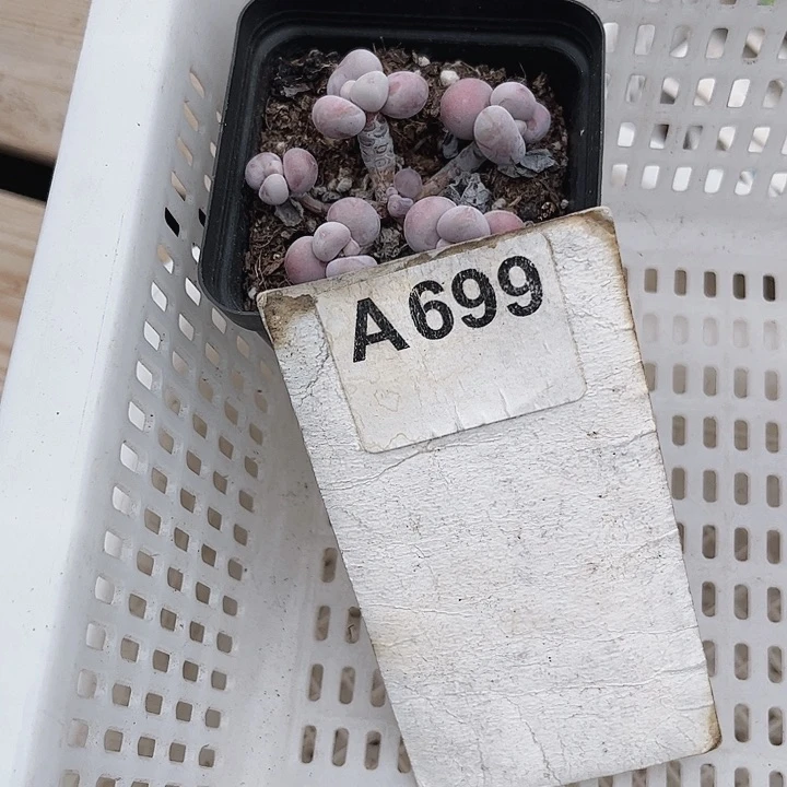 小*子699密密麻麻买买买