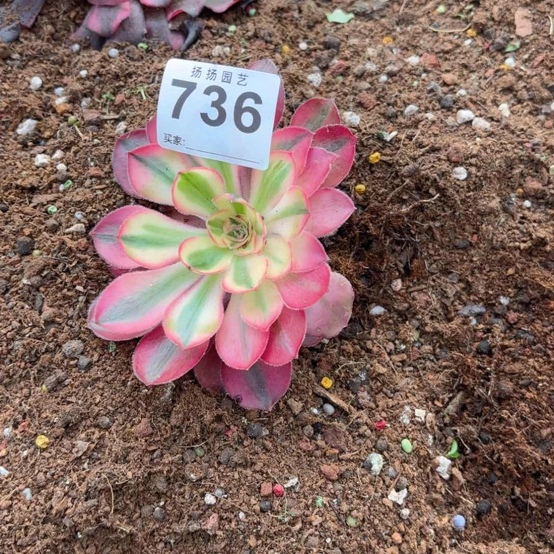 做****〉12  736多肉法师