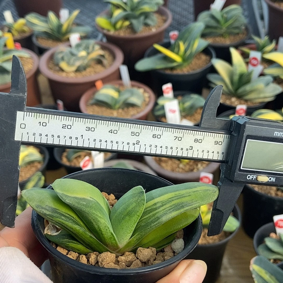 229卧牛实生锦带盆发货