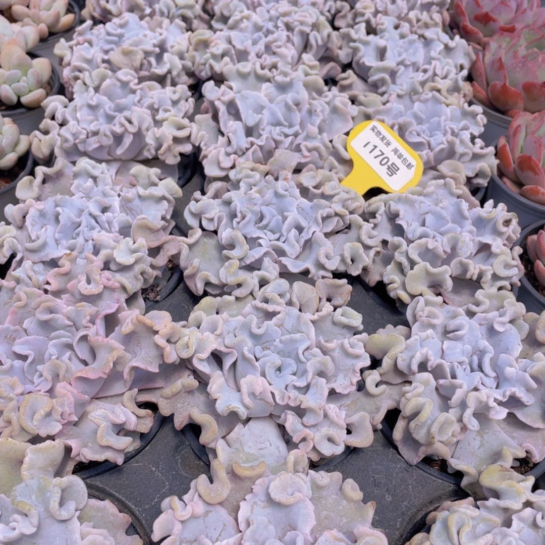 1170号 开播福利芭蕾舞者白饺子皮大单头一个