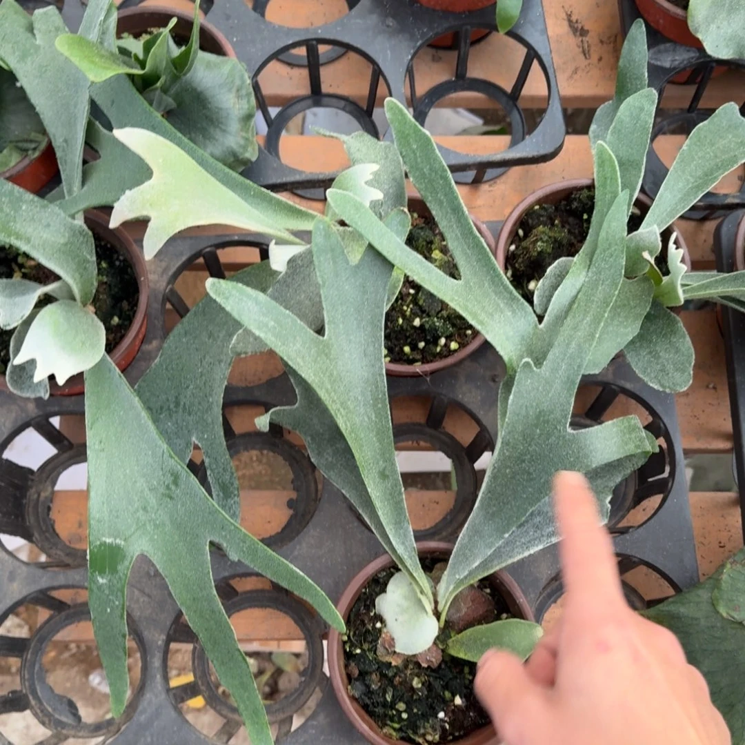 完全开放赛尔群鹿角蕨一颗