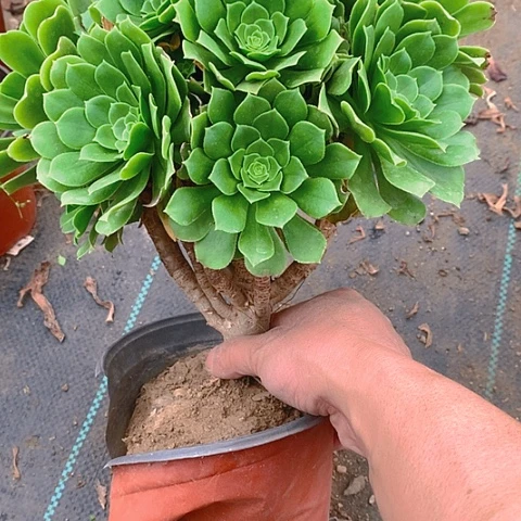 616绿羊绒多肉植物