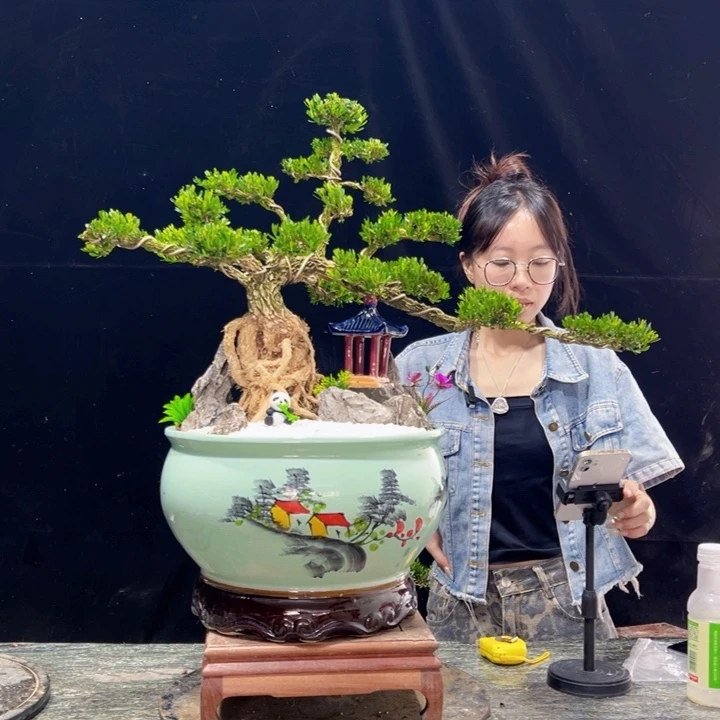 无花朵皱皮黄杨四季常绿