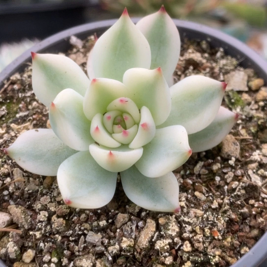 526锦锦锦锦锦锦锦