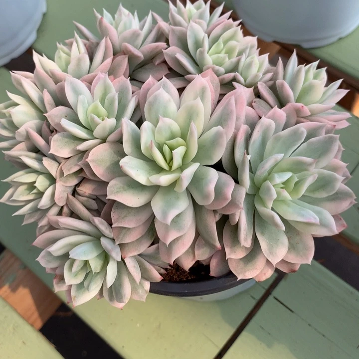 大*蓝安娜火焰杯锦群