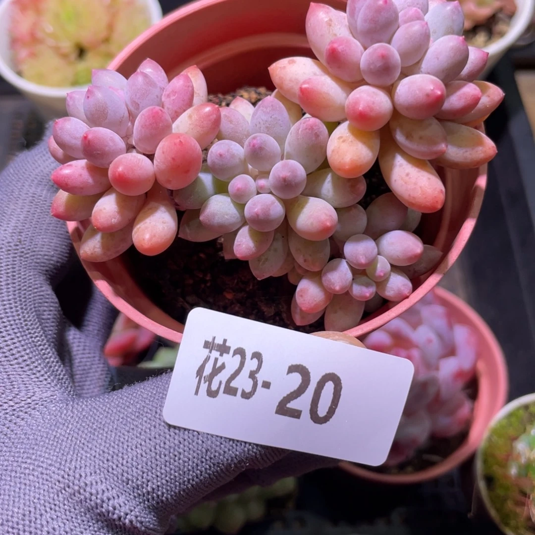 花利美23-20婴儿手指