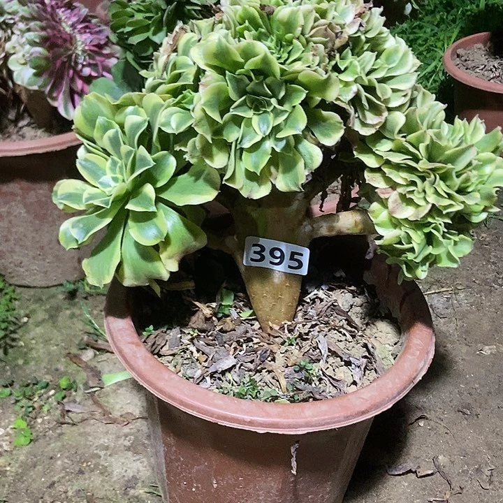 395绿豆沙缀化老板子法师