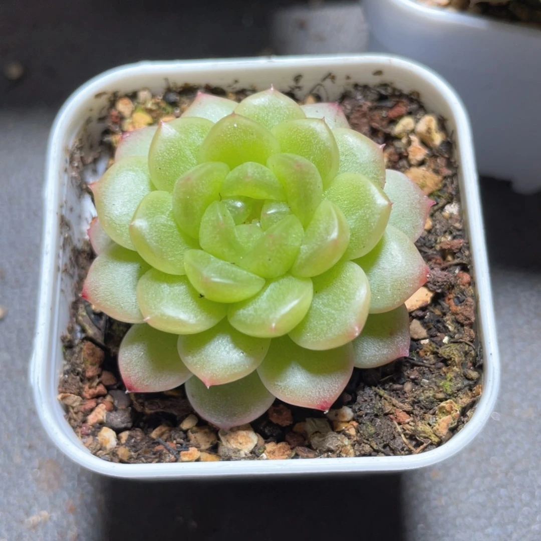优选青提福利1057