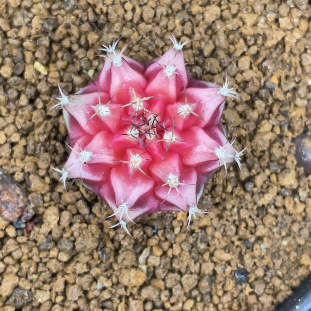 当前无花朵，栽培后可花朵BELOVE