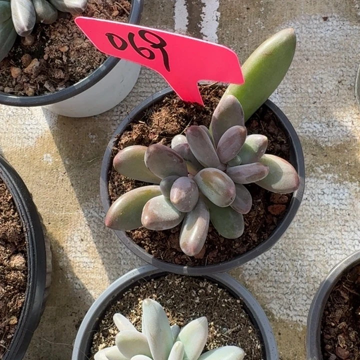 069新品新号福利价