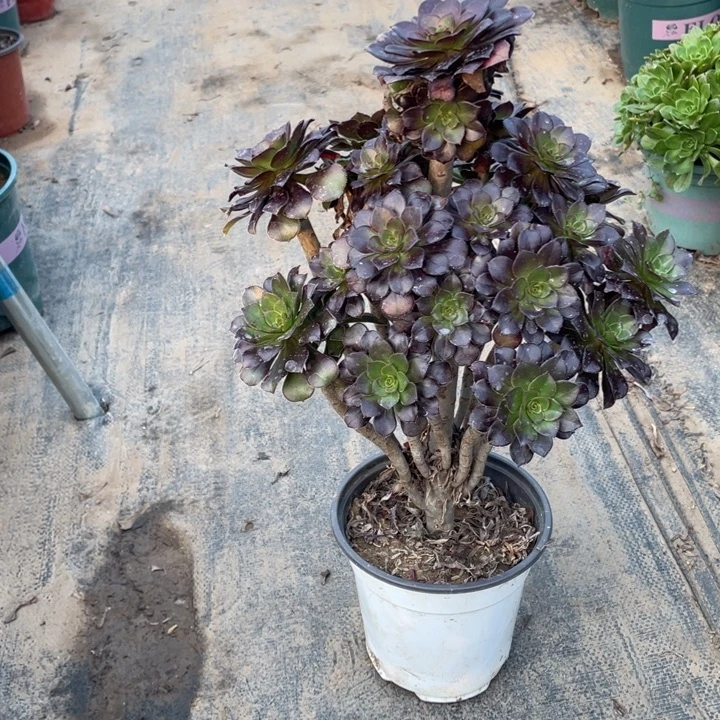 47黑法师多肉植物多肉多肉