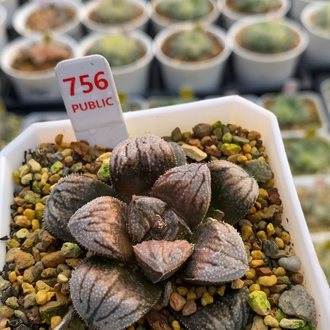 756江南雪十二卷多肉