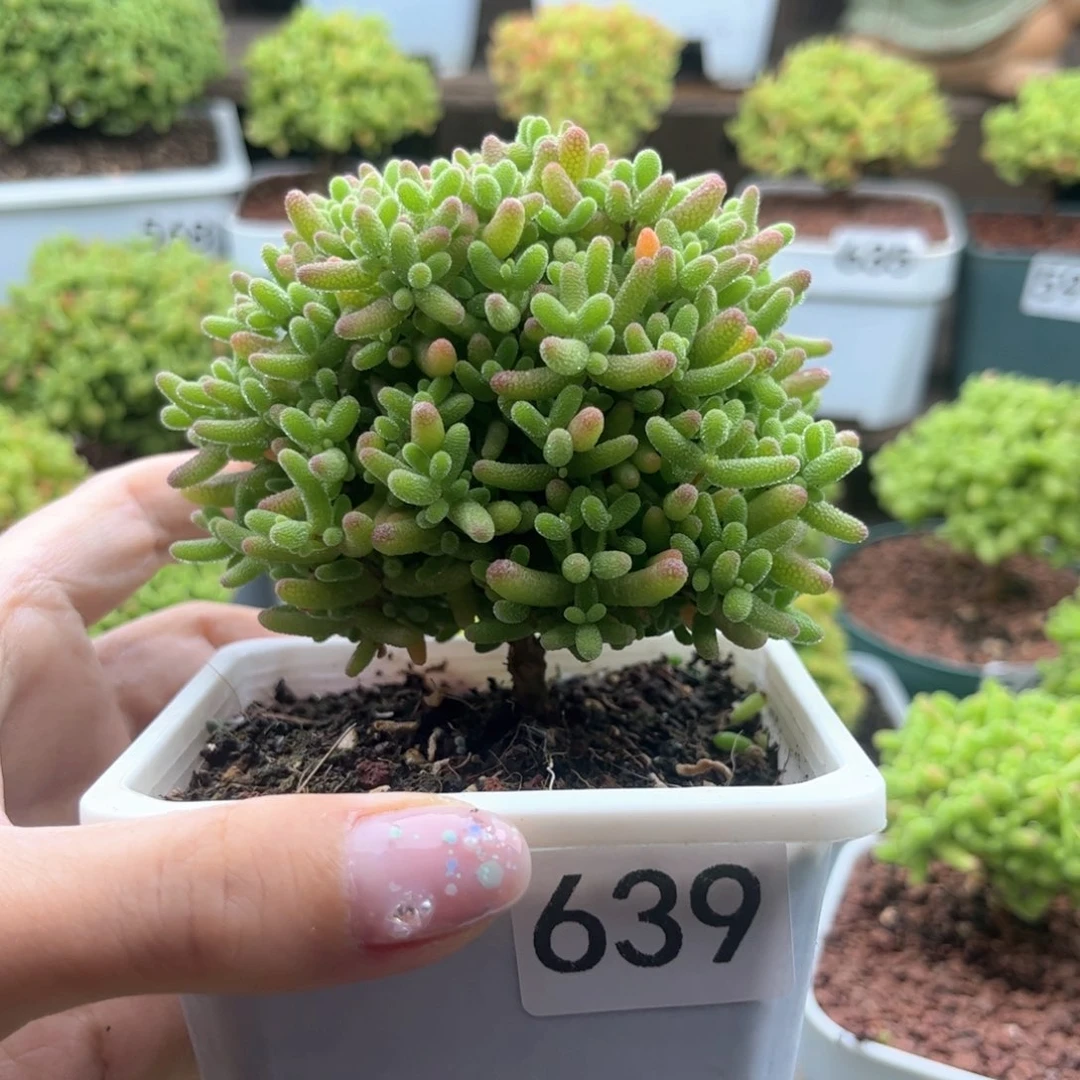 639蜜桔可爱多肉植物