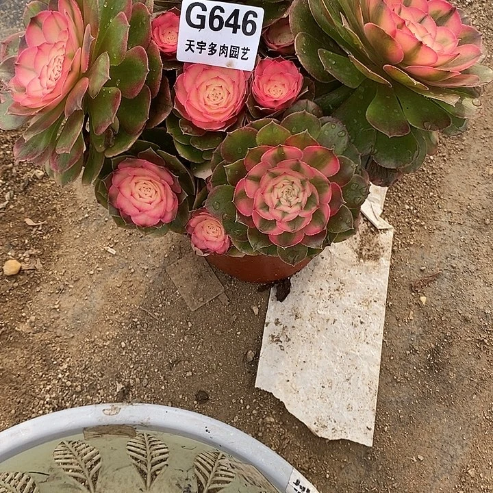 多肉植物荔枝646多肉