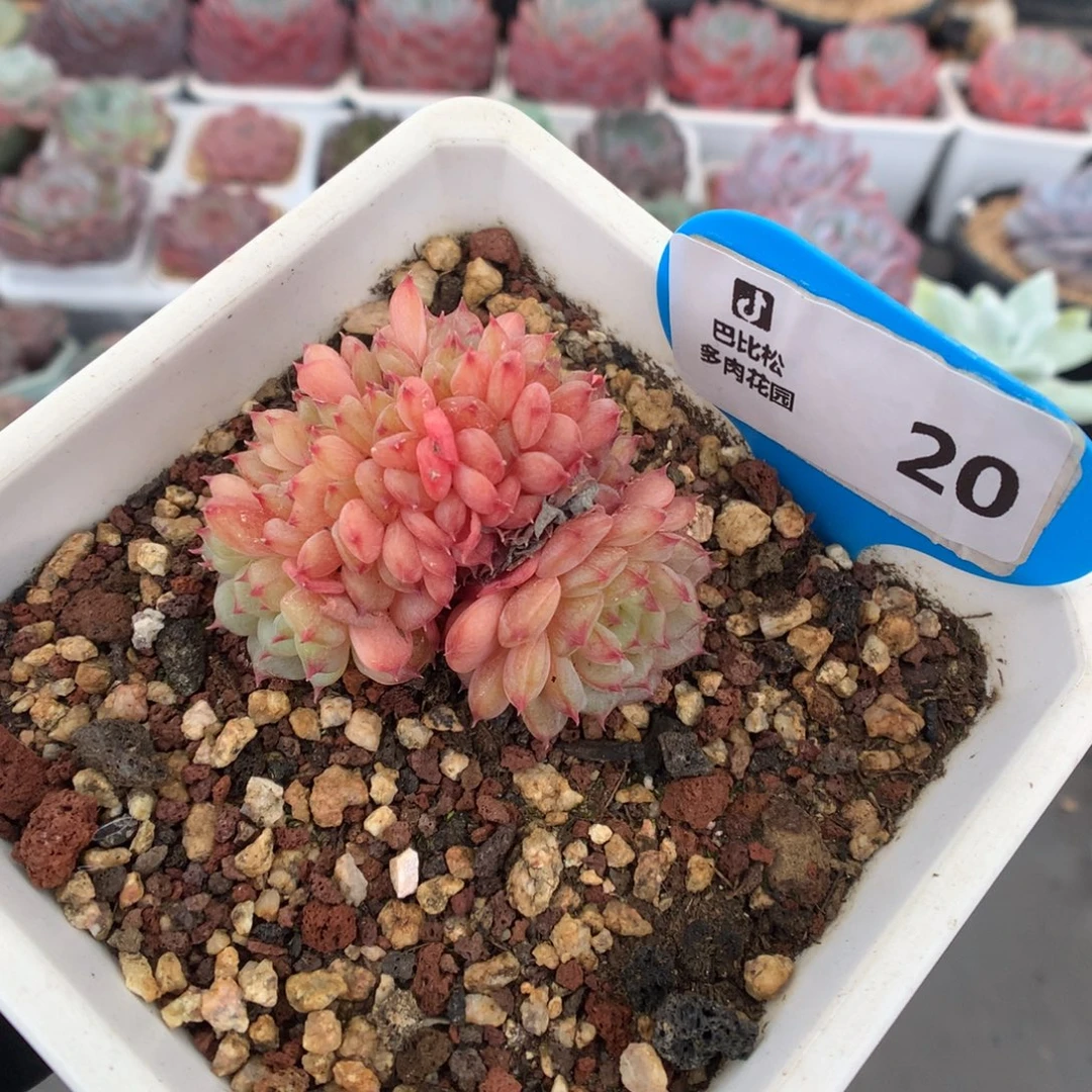 20 白胖子缀多肉多肉