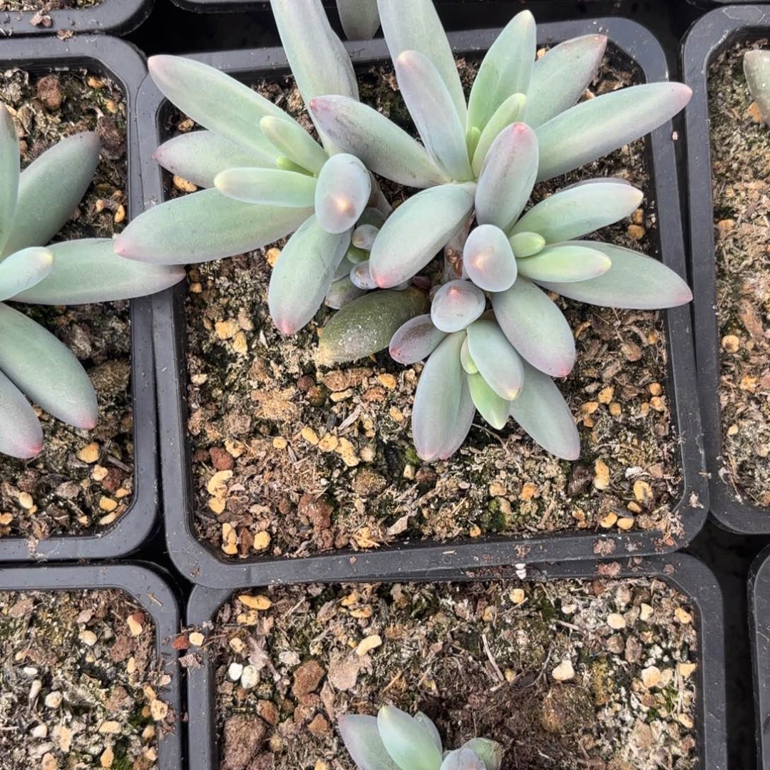 烟花一物一拍发货