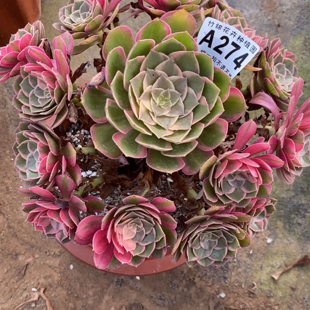 274黑魔锦小棵福利