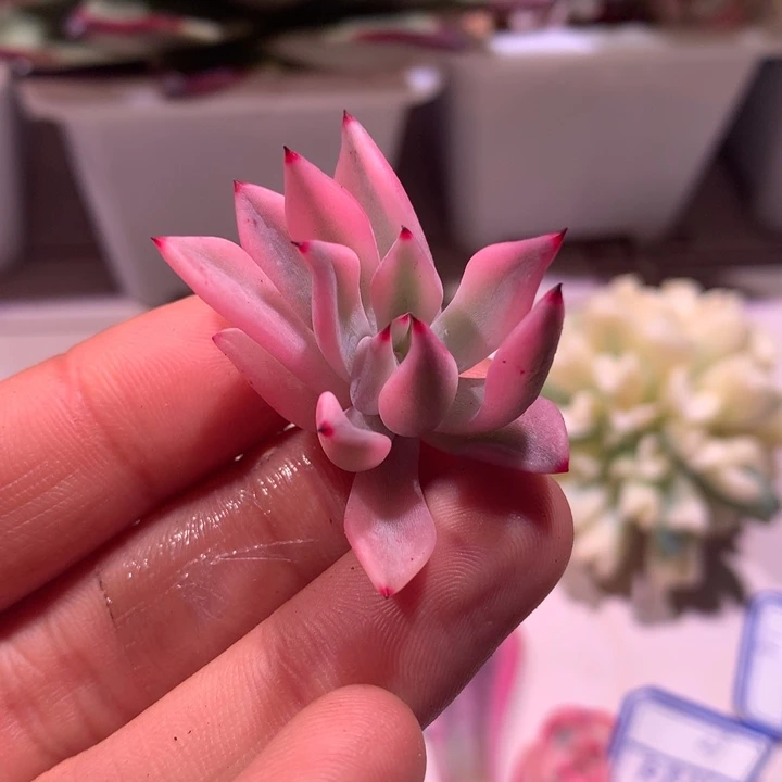 红爪腹轮锦锦锦锦锦锦