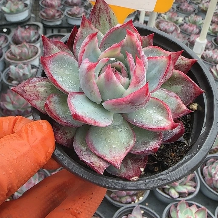 安***好54 惊鸿仙子多肉植物6-9cm