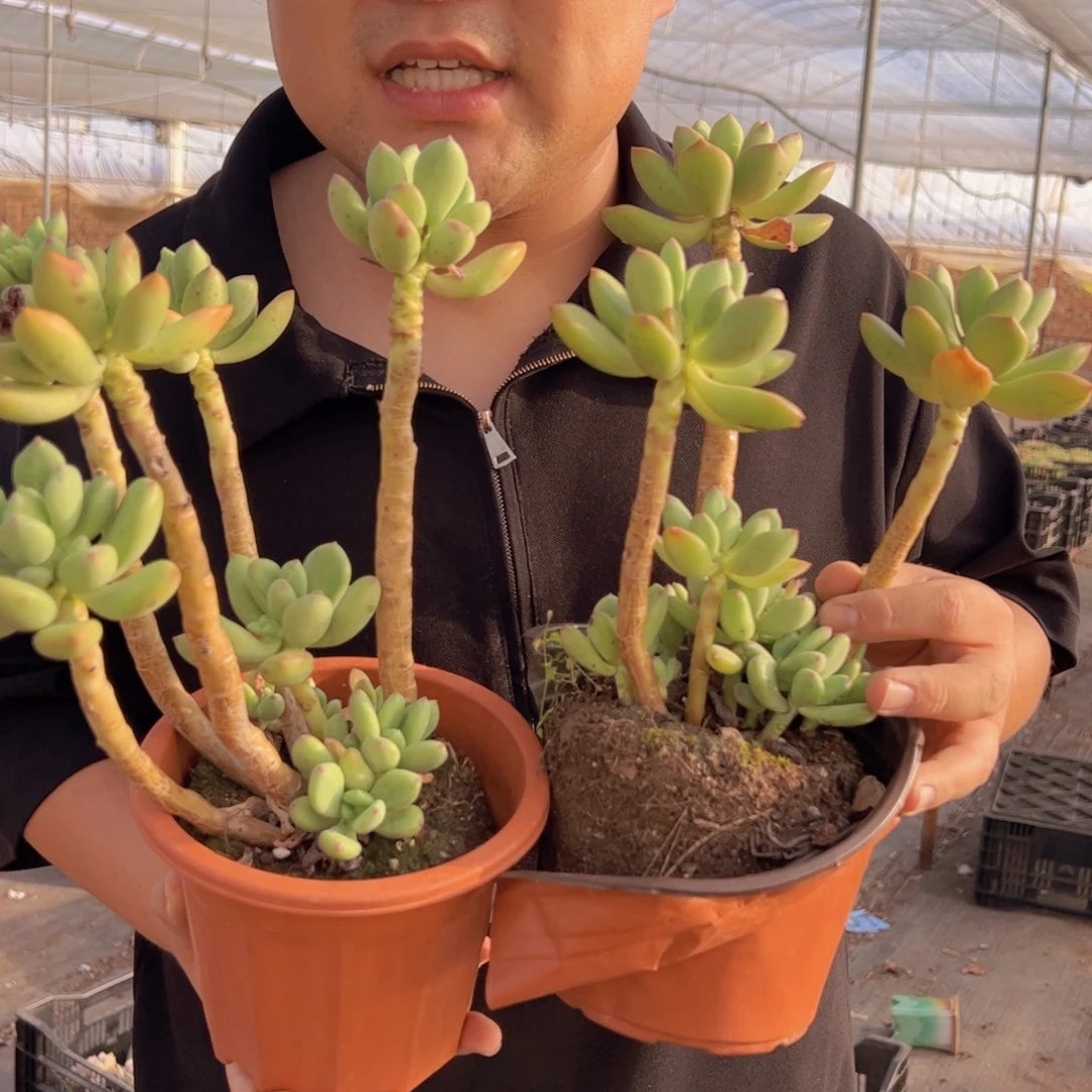 清新美人三头带仔两盆