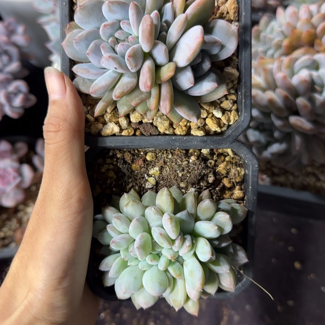 两颗星影缀化一物一拍