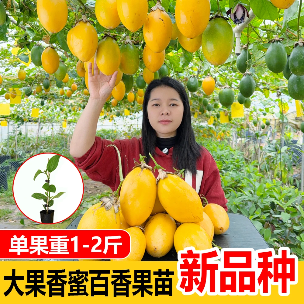 大果香蜜百香果苗H  嫁接苗大果百香果树苗 纯甜好品种