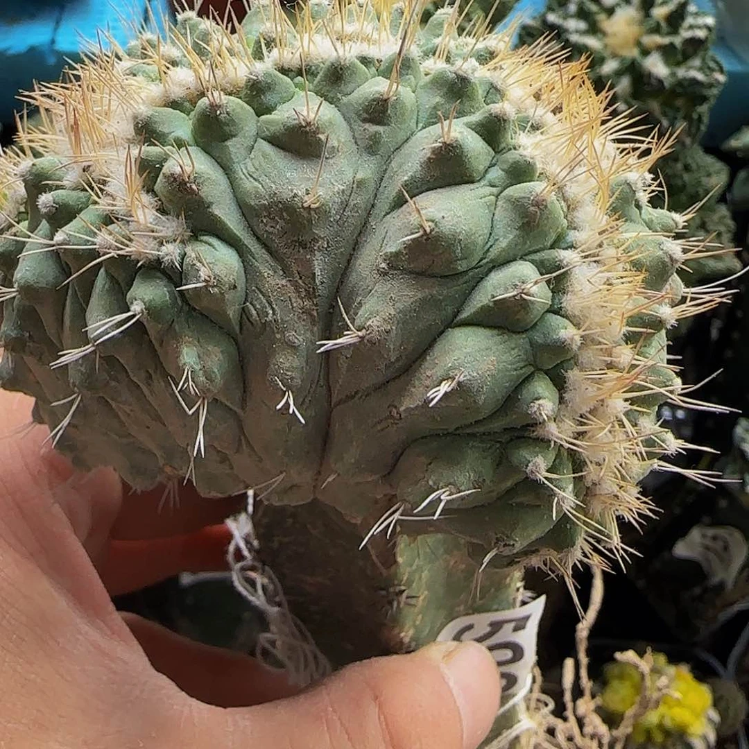 菊水缀化592仙人球开花