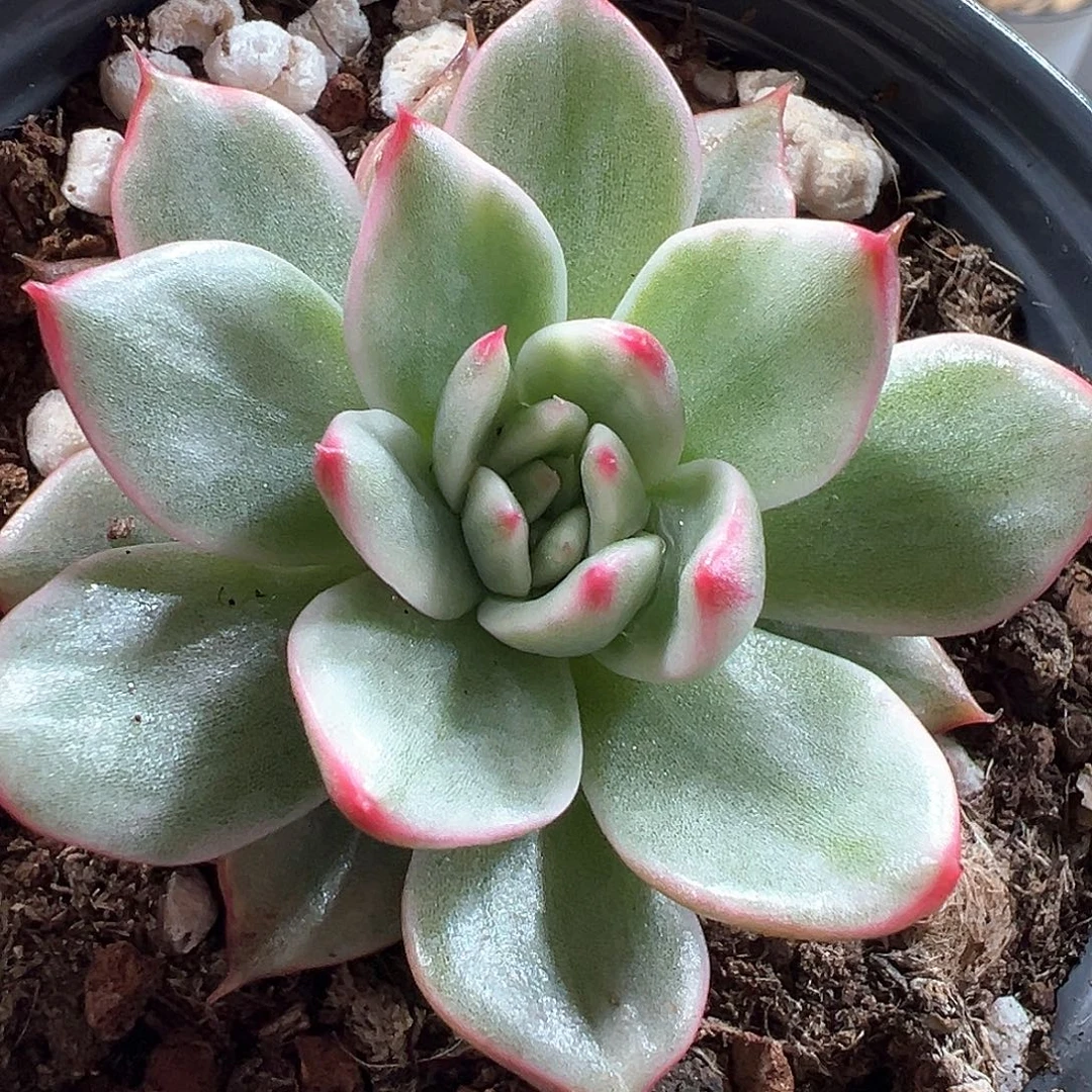桃花锦 小方花圃一物一拍