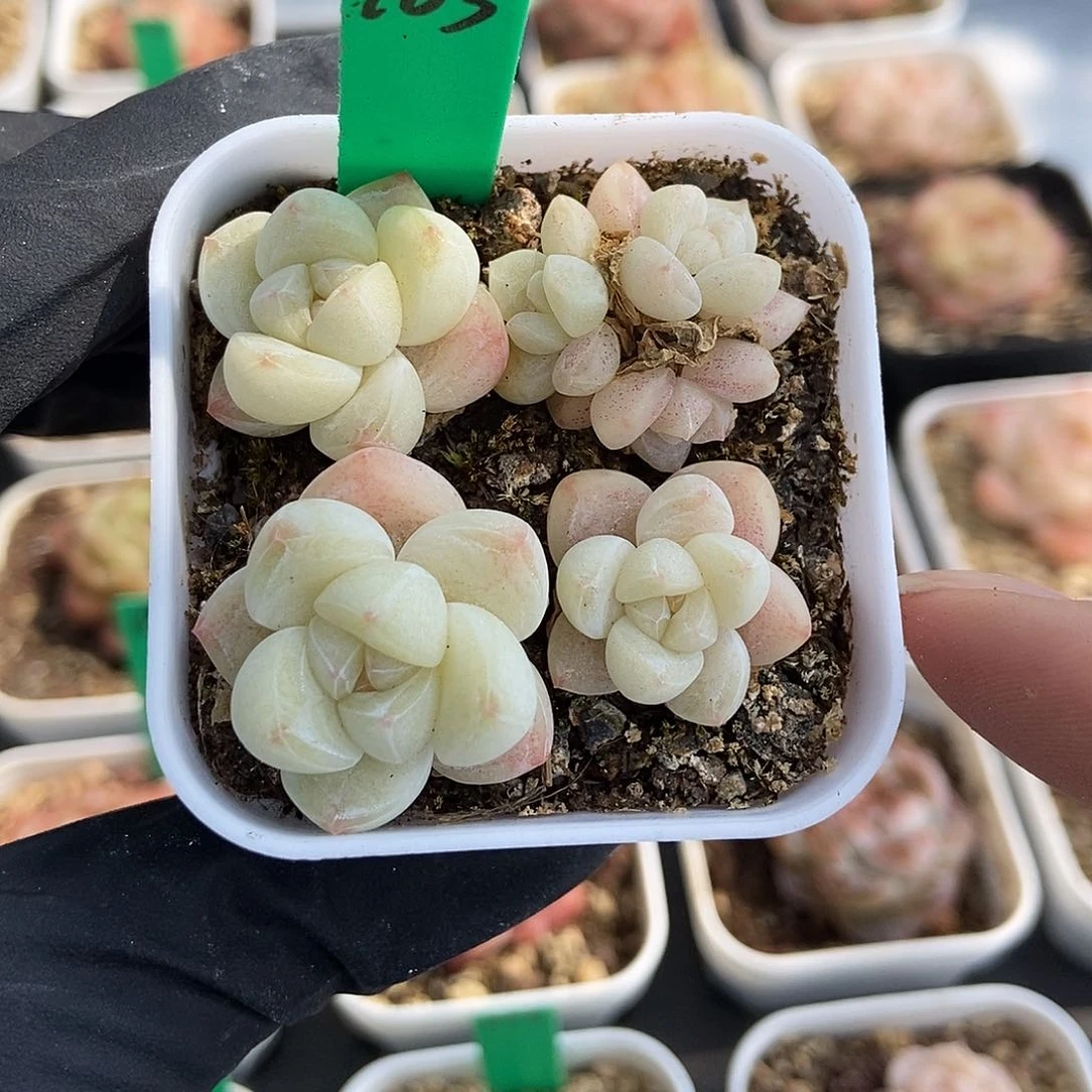 103 星宝精品多肉