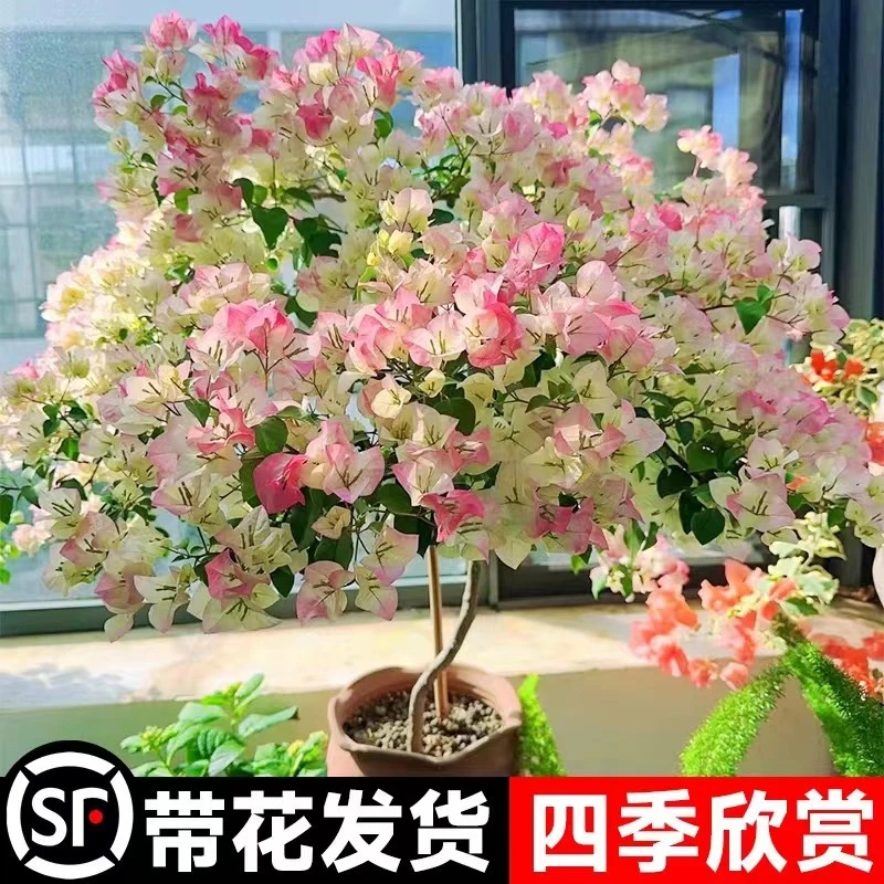 三角梅盆栽重瓣老桩四季开花带花植物适合室内外种植阳台