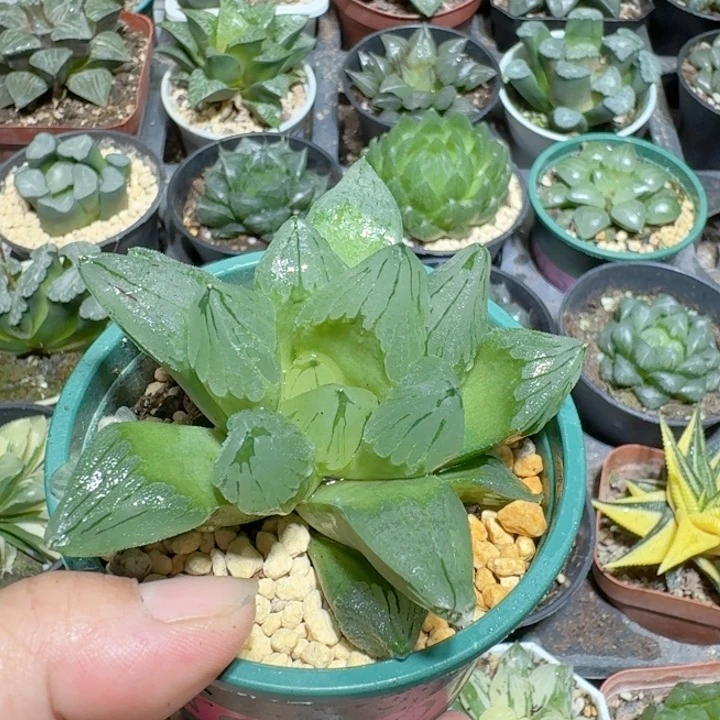 十二卷玉露大颗冰城寿