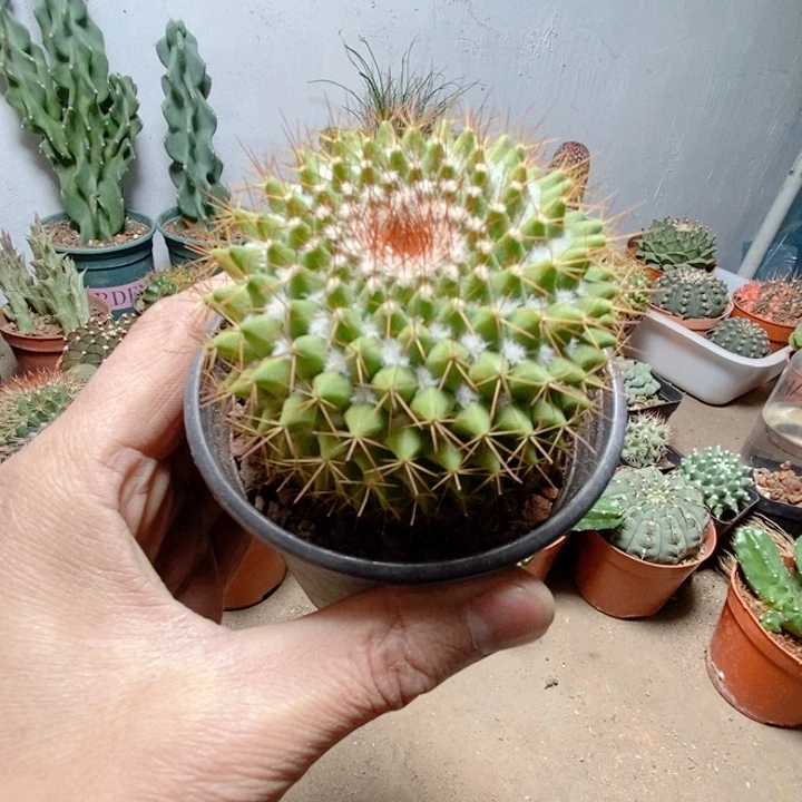 大号金阳丸仙人球ggg