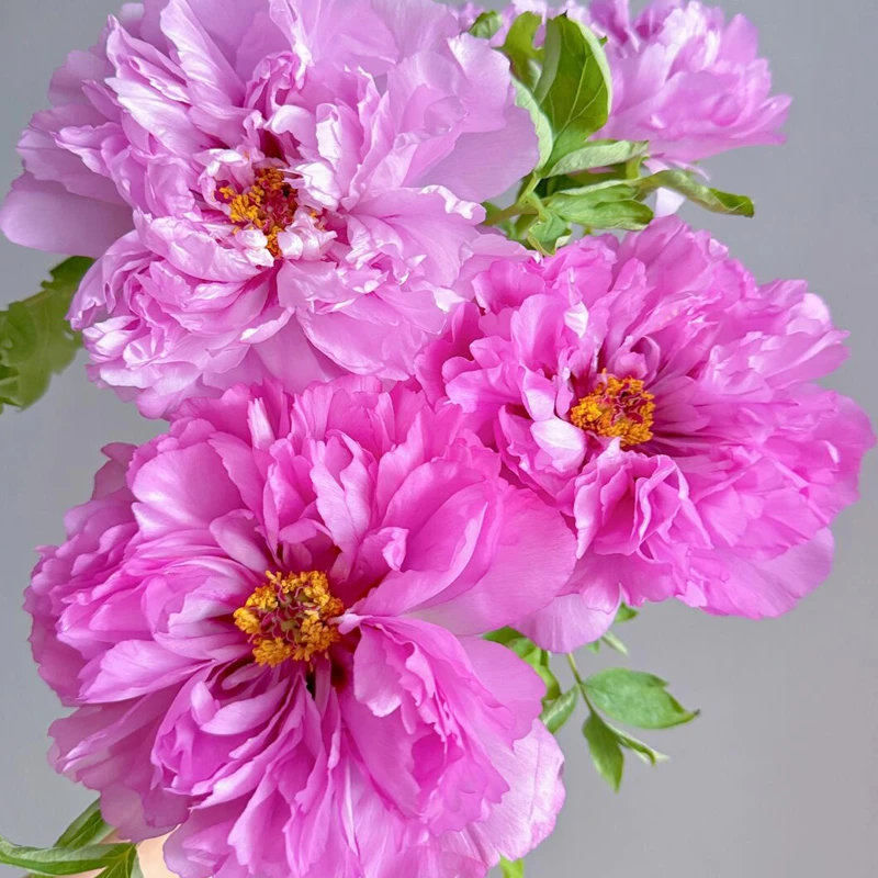 【富贵满堂】年宵花山东牡丹鲜花芍药重瓣鲜切花百合玫瑰山东基地