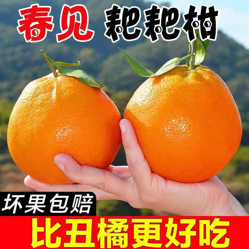 正宗四川春见耙耙柑新鲜柑橘香甜多汁现摘现发应季水果自然成熟