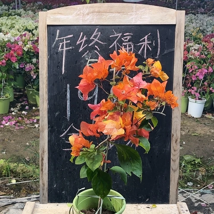 完全开放三角梅啊达那