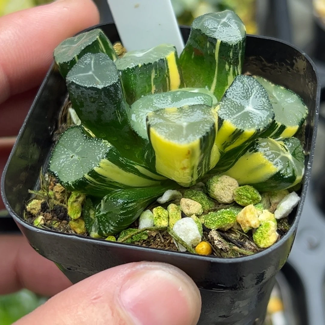 46玉龙万象锦一物一拍