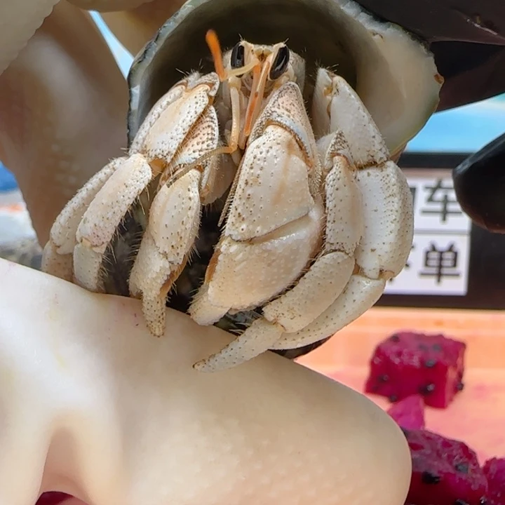 A62奶黄 灰白2.1cm口径