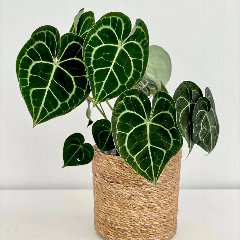 克莱恩花烛水晶火鹤王火鹤后各种花烛室内好养高颜值