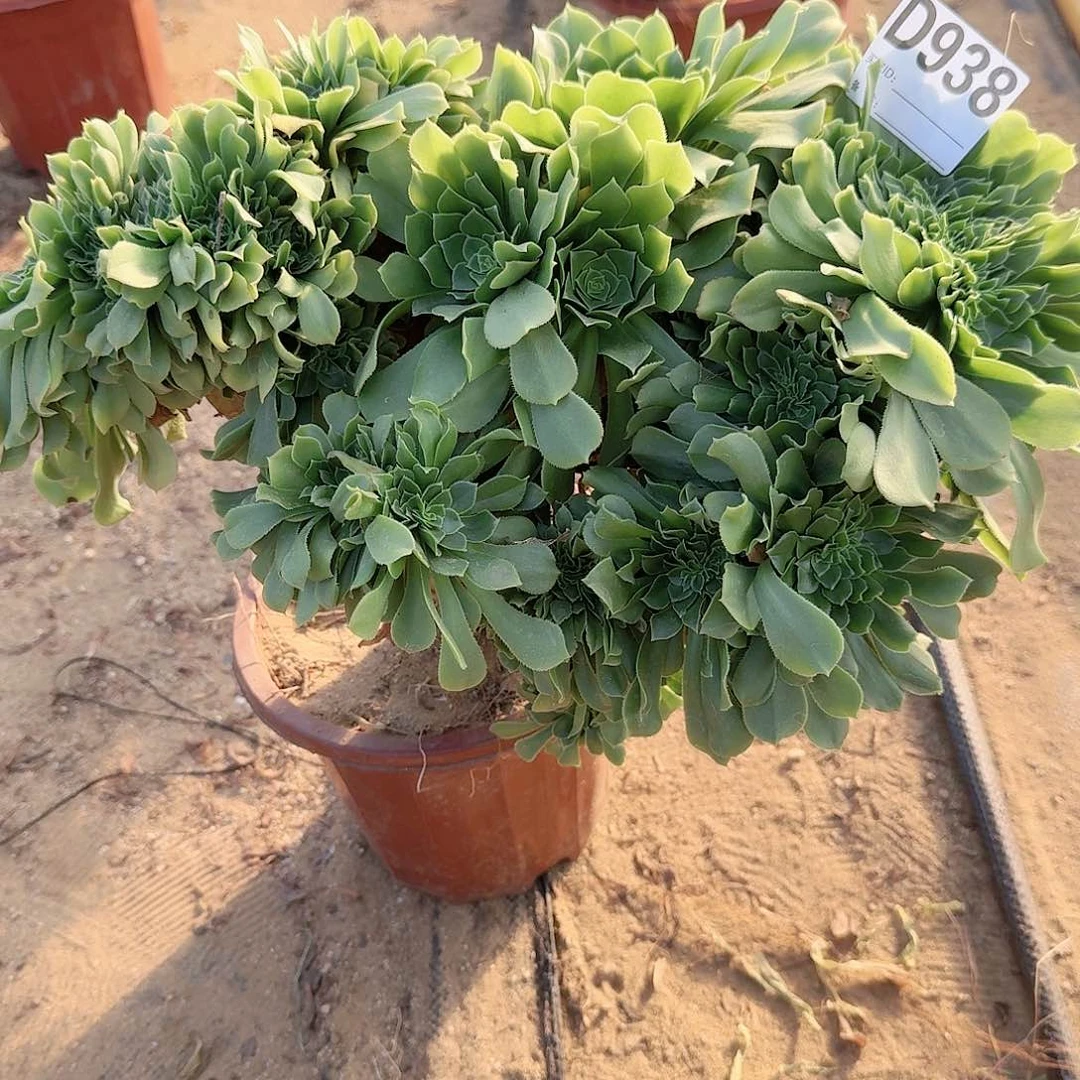 938绿缀一颗呀呀