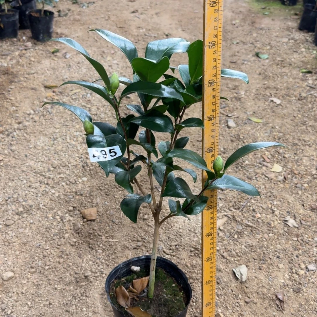 少量花朵（建议范围：2朵-5朵 或40%以下）495希利米切尔