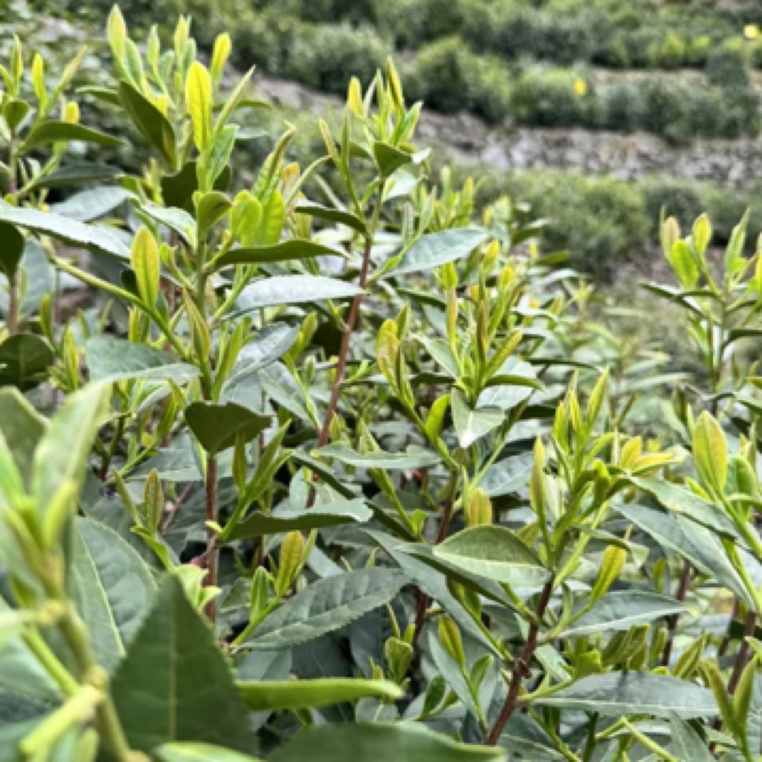 2025新茶正宗黄山土种野茶毛峰耐泡口粮茶